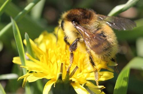 Bombus humilis humilis
